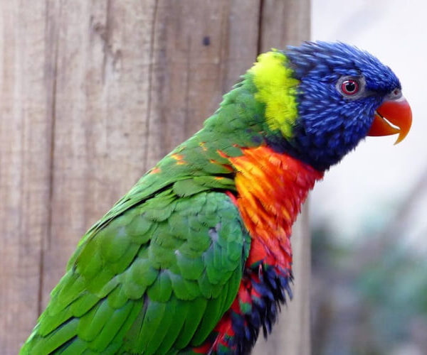 Macaw Perched