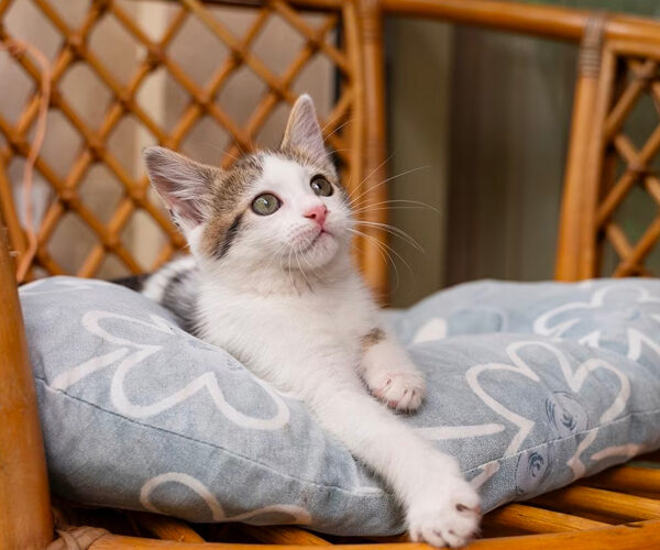 Munchkin cat