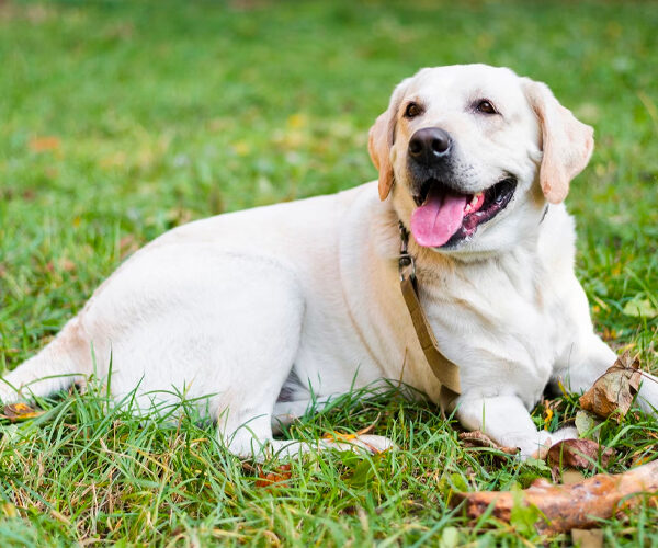 Labrador retriever